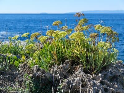 Crithmum maritimum