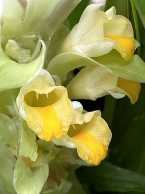 Curcuma longa