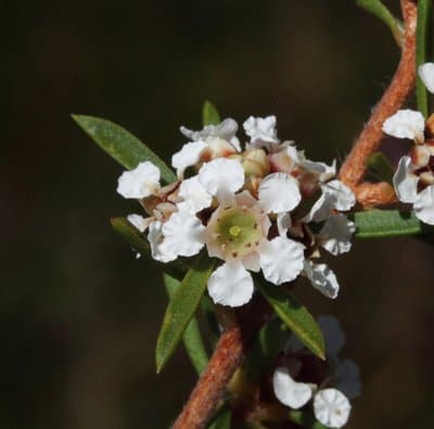 Agonis fragrans