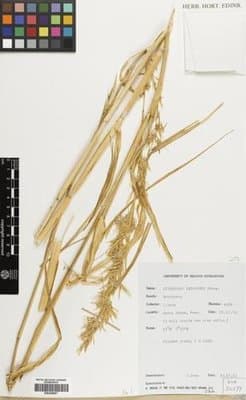 Cymbopogon giganteus