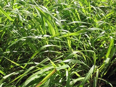 Cymbopogon winterianus
