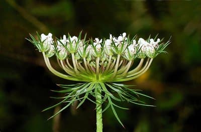 Daucus carota