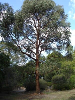Eucalyptus radiata