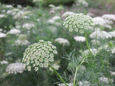 Ammi visnaga