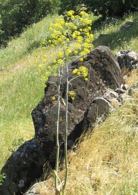 Ferula galbaniflua