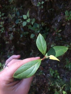 Gaultheria fragrantissima