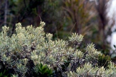 Helichrysum gymnocephalum