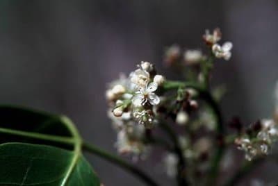 Amyris balsamifera