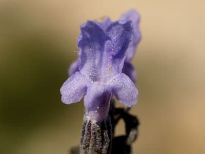 Lavandula latifolia
