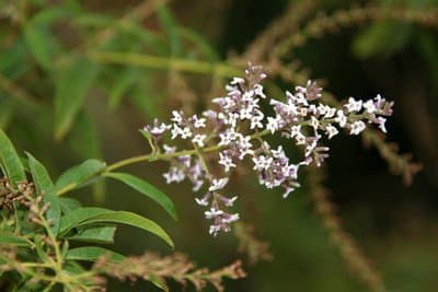 Lippia citriodora