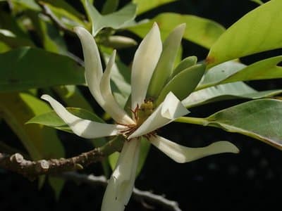 Magnolia alba