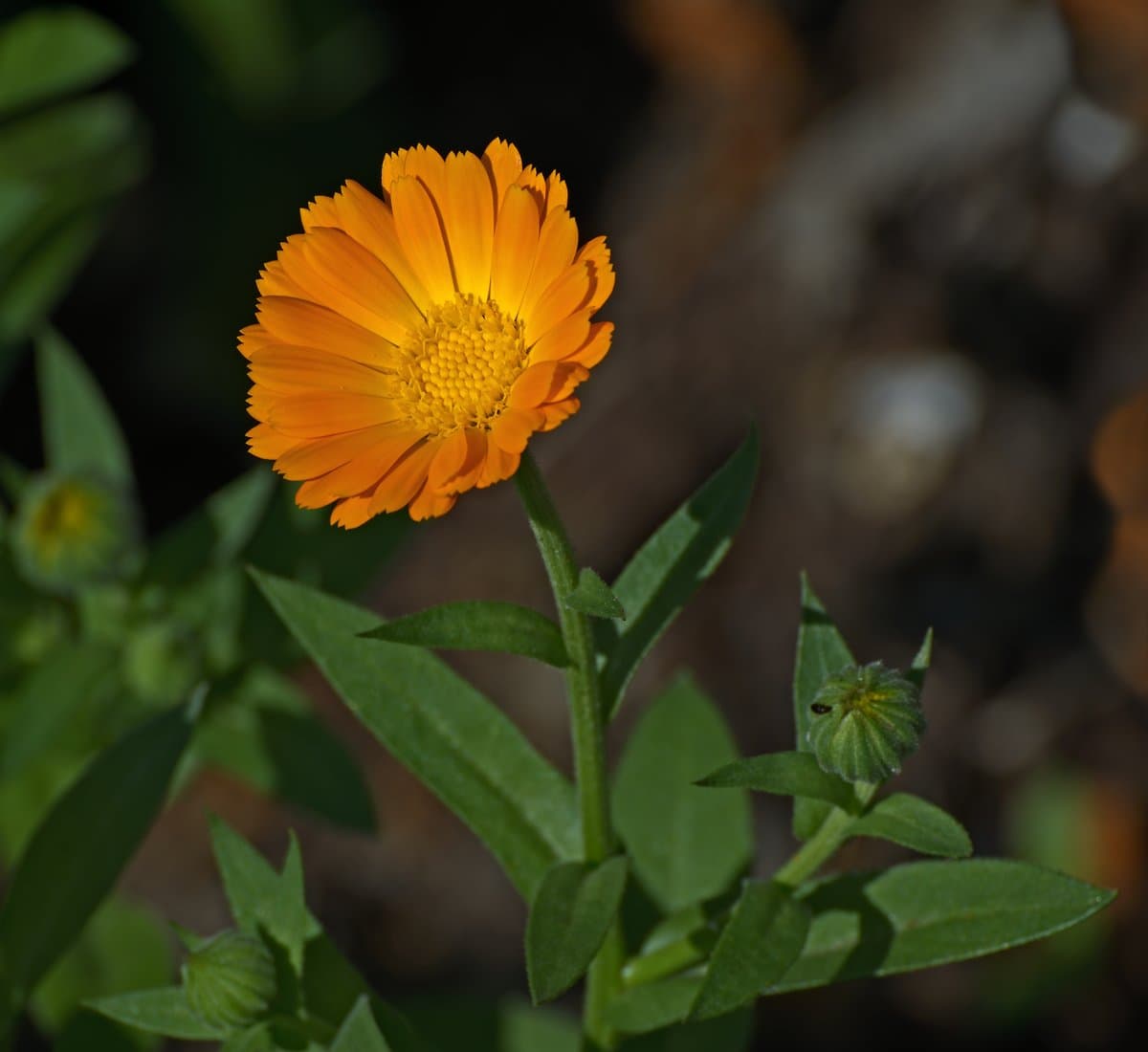 Calendula officinalis