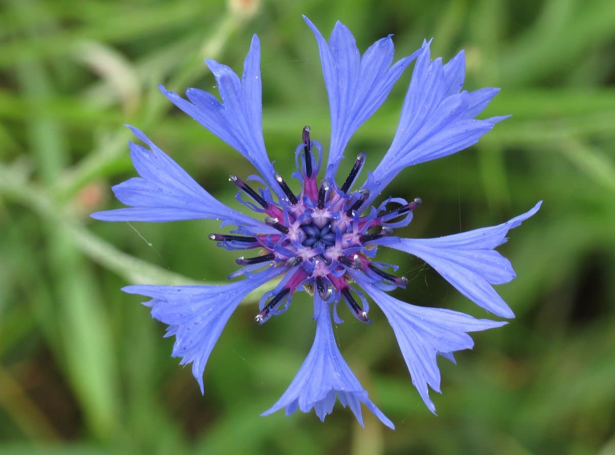 Centaurea cyanus