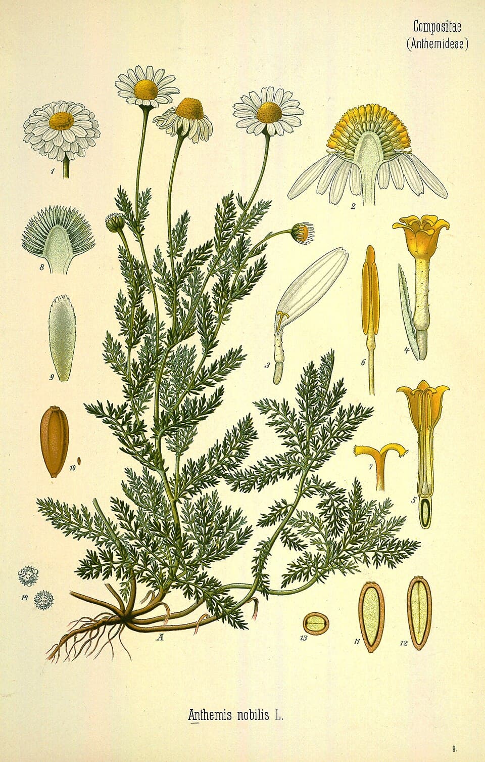 Chamaemelum nobile