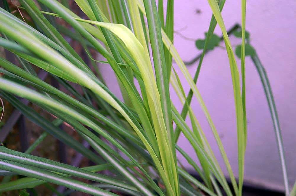 Cymbopogon citratus