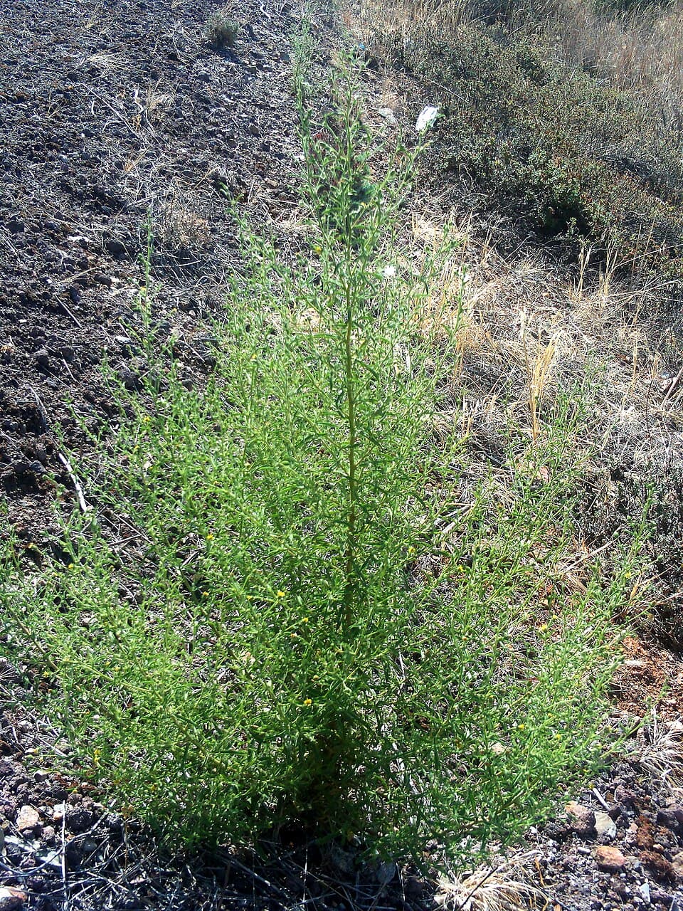Inula graveolens