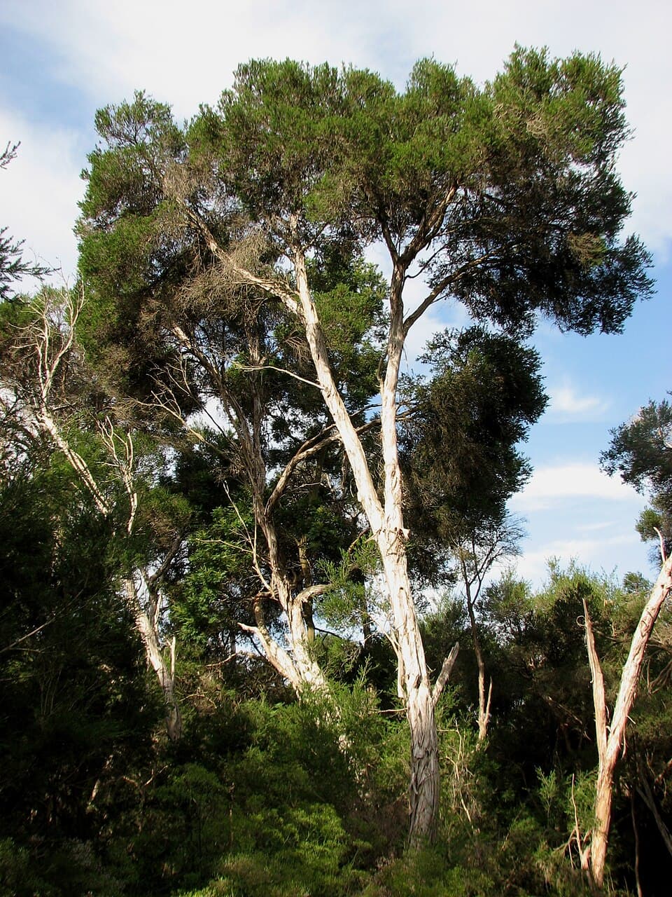 Melaleuca ericifolia
