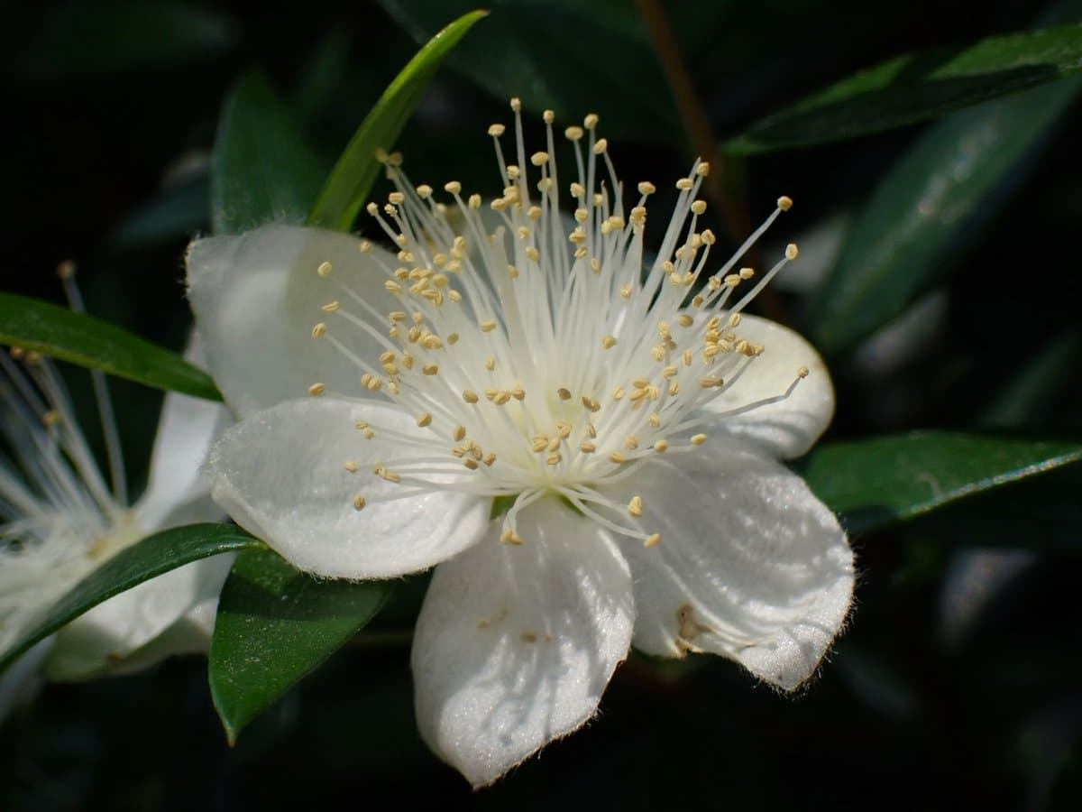 Myrtus communis