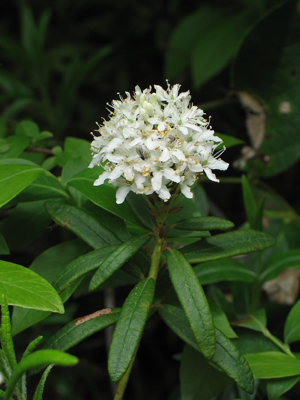 Ledum groenlandicum