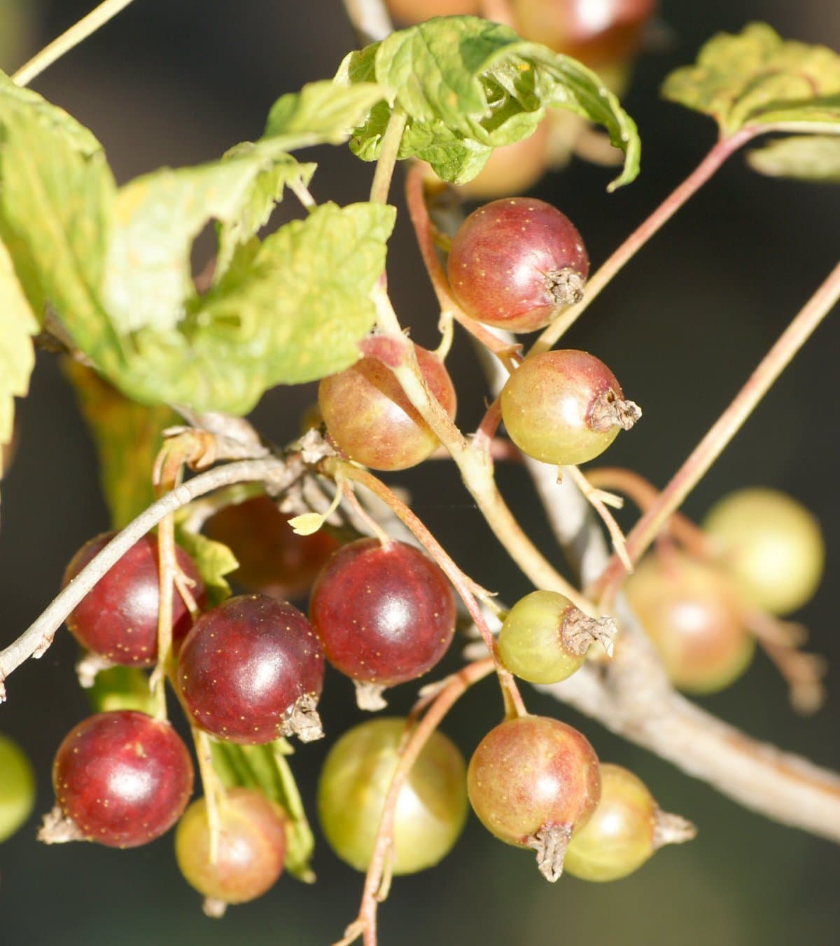 Ribes nigrum