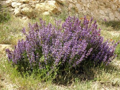 Salvia lavandulaefolia