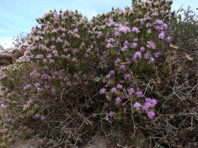 Corydothymus capitatus