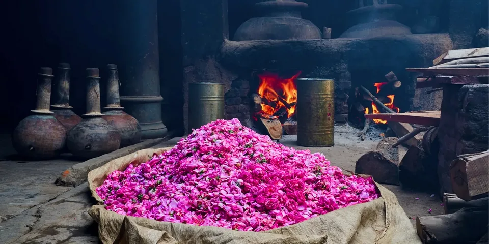 Récolte de pétales de roses destinés à la distillation, tradition de la parfumerie de Kannauj
