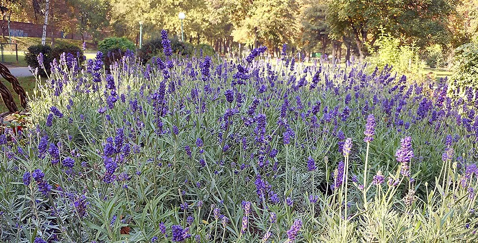 Lavande en fleur — même espèce botanique, chémotypes différents selon le terroir