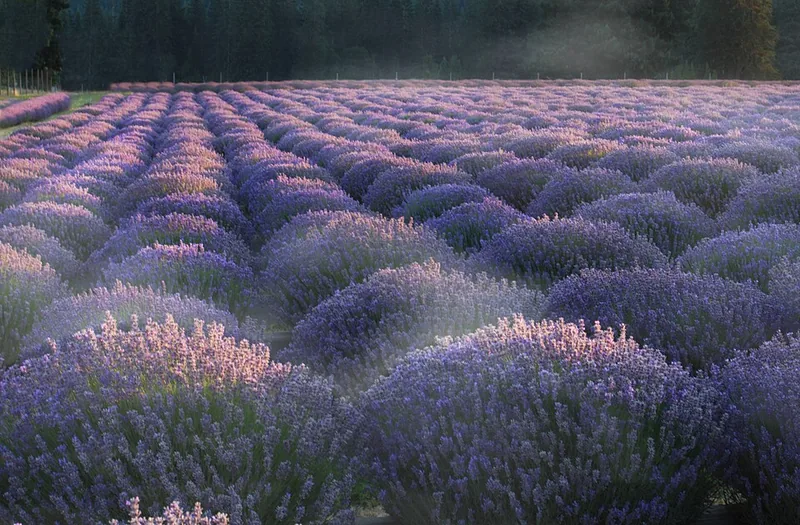 Champ de lavande en fleur — plante emblématique de l'aromathérapie moderne