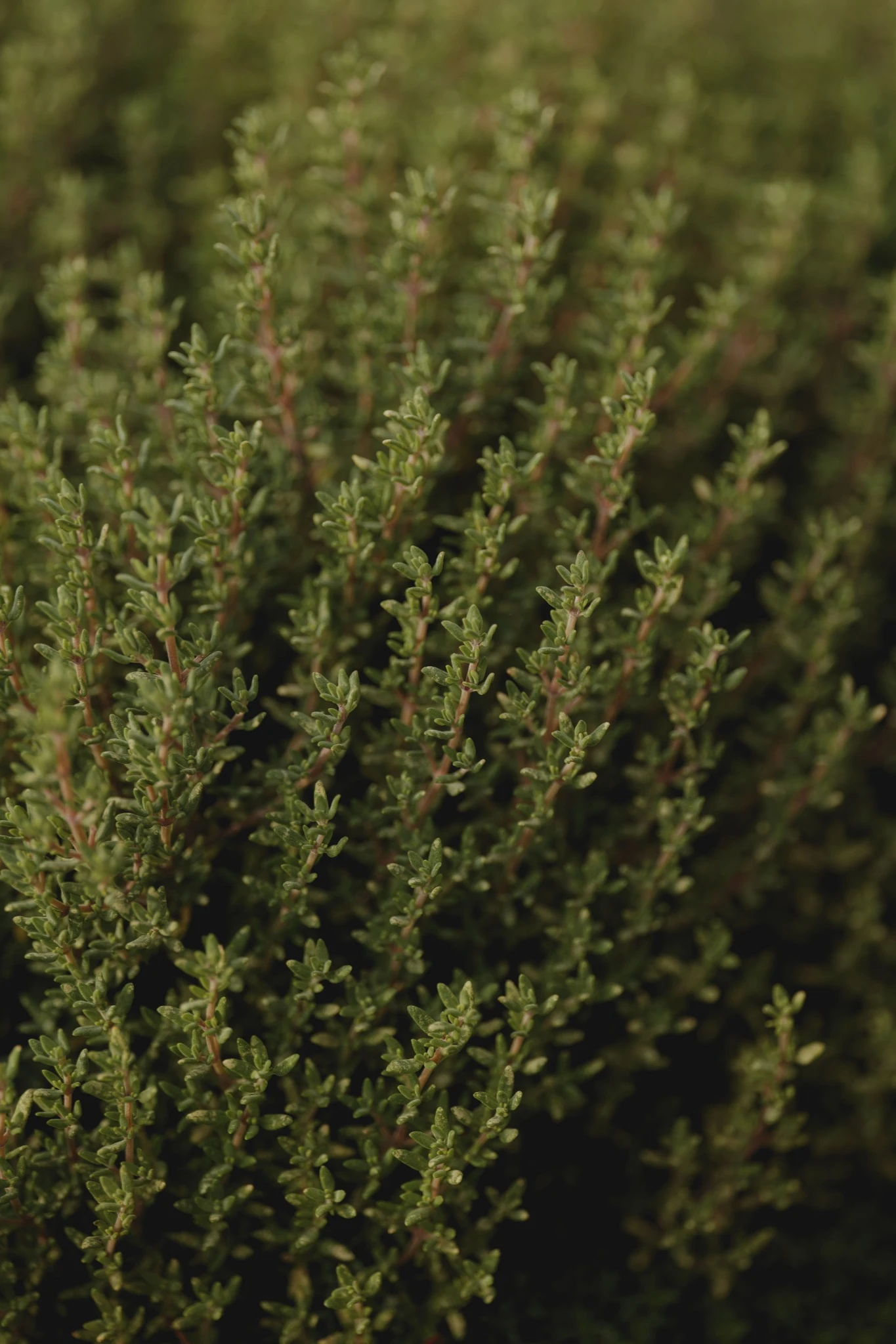 Thym en fleurs — les fleurs mauves caractéristiques du Thymus vulgaris
